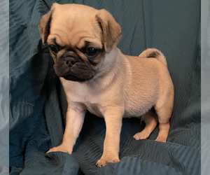 Pug Puppy for sale in PORTAGE, MI, USA