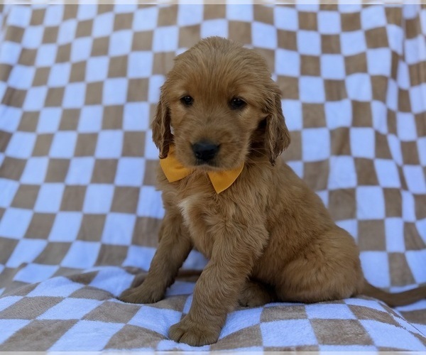 Medium Photo #3 Golden Retriever Puppy For Sale in LAKELAND, FL, USA