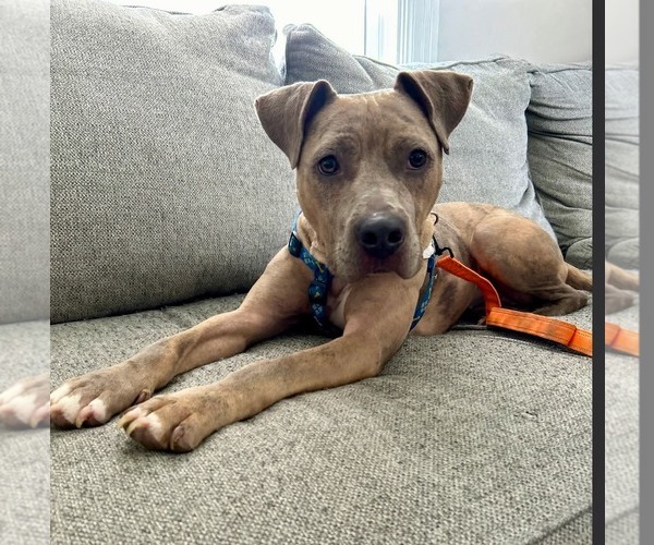 Medium Photo #1 American Pit Bull Terrier-Unknown Mix Puppy For Sale in Germantown, OH, USA