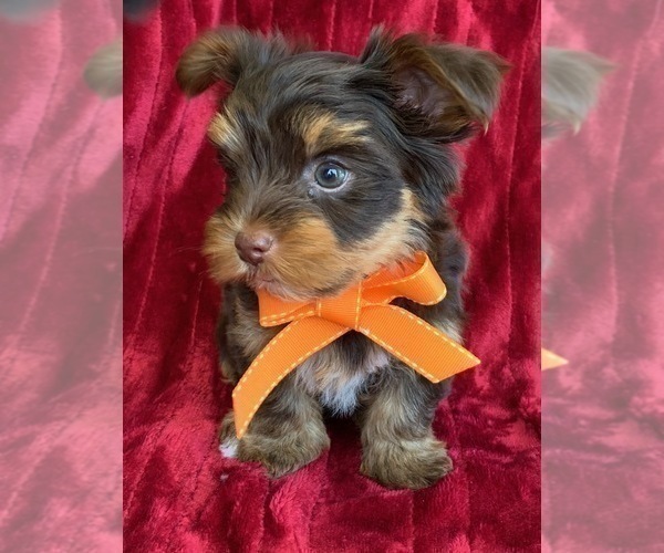 Medium Photo #3 Yorkshire Terrier Puppy For Sale in ORLANDO, FL, USA