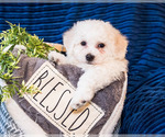 Small Photo #10 Bichon Frise Puppy For Sale in WAKARUSA, IN, USA