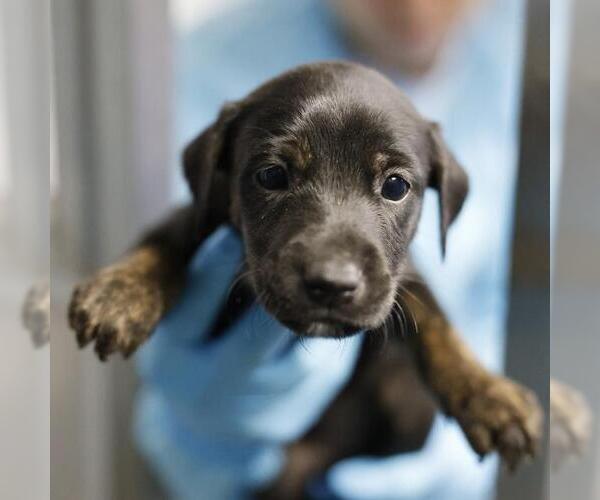 Medium Photo #1 Doberman Pinscher-Unknown Mix Puppy For Sale in San Antonio, TX, USA