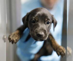 Doberman Pinscher-Unknown Mix Dogs for adoption in San Antonio, TX, USA