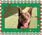 Small #1 Australian Kelpie