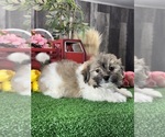 Small Havanese