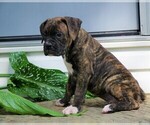 Small Photo #3 Boxer Puppy For Sale in FREDERICKSBG, OH, USA