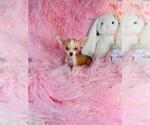Small #20 Chihuahua