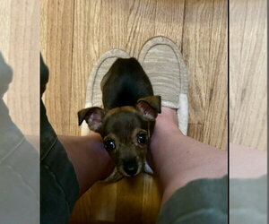 Chihuahua-Unknown Mix Dogs for adoption in Grafton, WI, USA