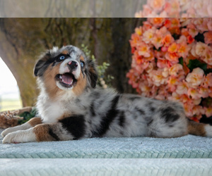 Medium Miniature Australian Shepherd