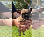 Small Photo #1 French Bulldog Puppy For Sale in ATWATER, CA, USA