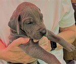Small Photo #4 Great Dane Puppy For Sale in IDAHO FALLS, ID, USA