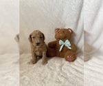 Small Photo #5 Goldendoodle Puppy For Sale in CHESNEE, SC, USA