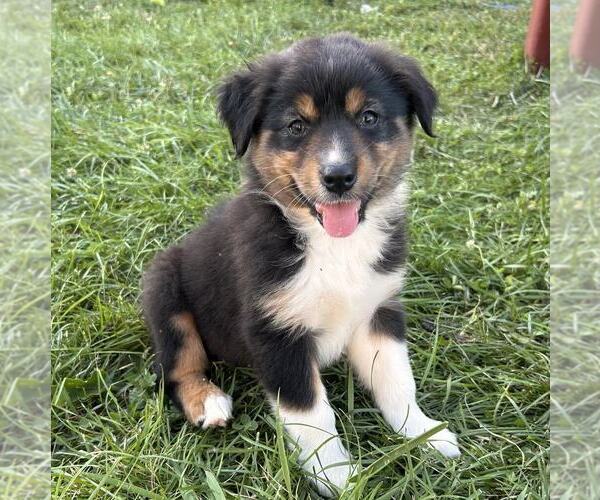 Medium Photo #12 Australian Shepherd Puppy For Sale in JEROMESVILLE, OH, USA