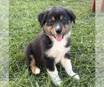 Small #11 Australian Shepherd