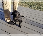 Small Photo #17 Labrador Retriever Puppy For Sale in LONGMONT, CO, USA