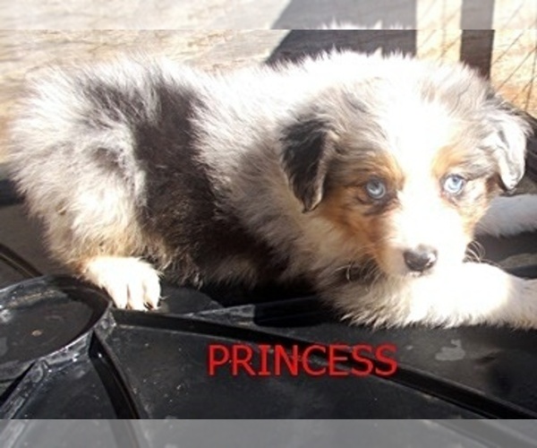 Medium Photo #1 Australian Shepherd Puppy For Sale in GLADE HILL, VA, USA