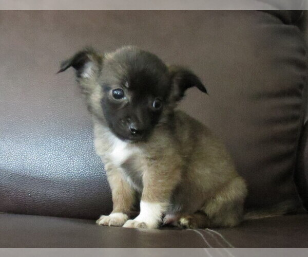 Medium Photo #7 Chihuahua Puppy For Sale in HAYES, VA, USA