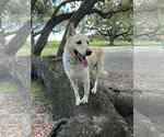 Small #1 German Shepherd Dog-Huskies  Mix