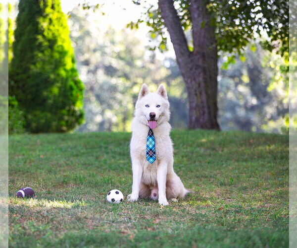 Medium Photo #2 Huskies -Pembroke Welsh Corgi Mix Puppy For Sale in Unionville, PA, USA