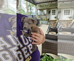 Small #2 Chihuahua Mix