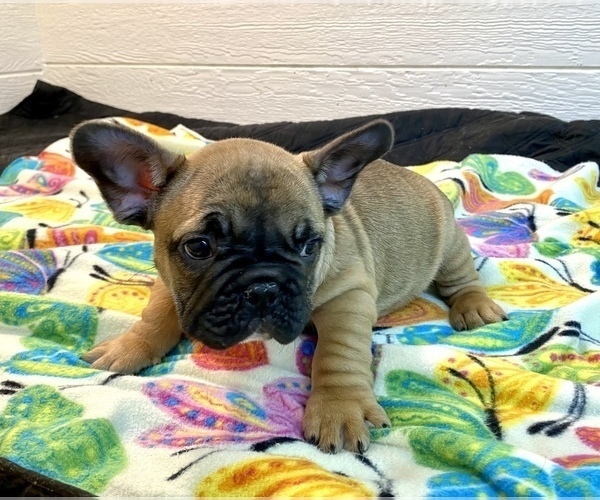 Medium Photo #3 French Bulldog Puppy For Sale in BOAZ, AL, USA