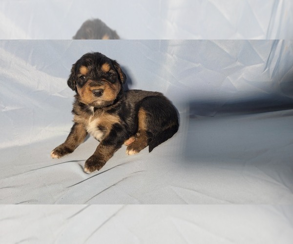 Medium Photo #3 Golden Mountain Dog Puppy For Sale in BLACK FOREST, CO, USA