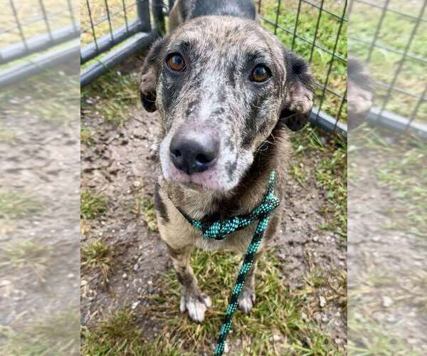 Medium Photo #4 Catahoula Leopard Dog-Unknown Mix Puppy For Sale in Abbeville, LA, USA