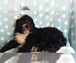 Small Photo #3 Bernedoodle Puppy For Sale in LANCASTER, PA, USA