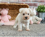 Small #6 Schnauzer (Miniature)