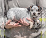 Small #1 Pug Mix