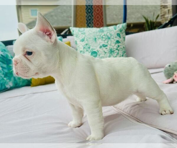 Medium Photo #2 French Bulldog Puppy For Sale in MIDLOTHIAN, TX, USA