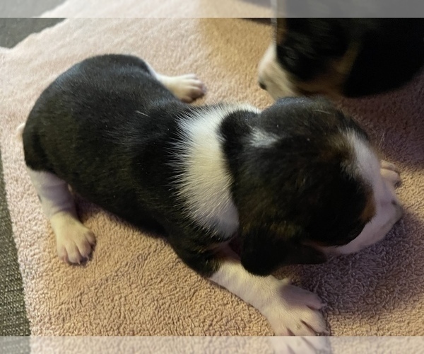 Medium Photo #7 Beagle Puppy For Sale in LAFAYETTE, IN, USA
