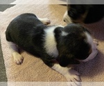 Small Photo #7 Beagle Puppy For Sale in LAFAYETTE, IN, USA