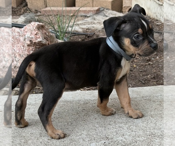Medium Photo #1 American Bully Puppy For Sale in AURORA, CO, USA
