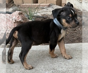American Bully Puppy for Sale in AURORA, Colorado USA