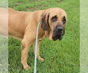 Taarna - Female Brazilian Mastiff Dog for Adoption - Photo #3
