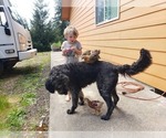 Small Photo #29 Goldendoodle Puppy For Sale in OLYMPIA, WA, USA
