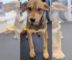 Small #1 Mutt