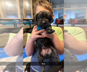 Cane Corso Puppy for sale in PANA, IL, USA
