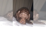Small Photo #6 Poodle (Standard) Puppy For Sale in DRESDEN, TN, USA