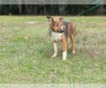 Small Photo #4 Shetland Sheepdog Puppy For Sale in LAKELAND, FL, USA