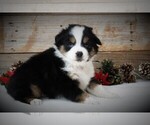 Small Photo #7 Miniature Australian Shepherd Puppy For Sale in HUNTINGTON, UT, USA