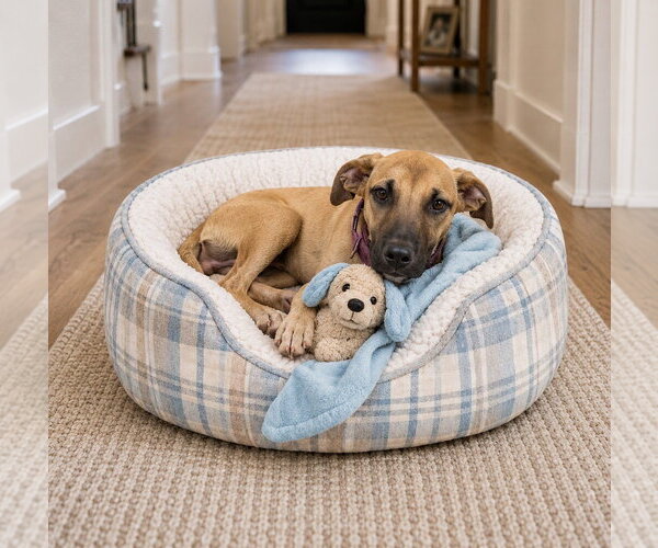 Medium Photo #2 Mutt Puppy For Sale in Mt. Laurel, NJ, USA