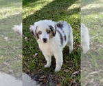 Small Miniature Australian Shepherd