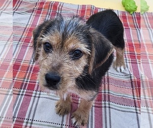 Beagle-Yorkshire Terrier Mix Puppy for Sale in BERESFORD, South Dakota USA