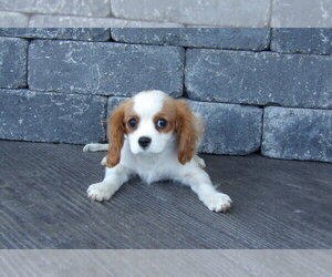 Cavalier King Charles Spaniel Puppy for sale in WESTCLIFFE, CO, USA