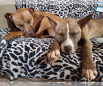 Small #2 American Pit Bull Terrier Mix