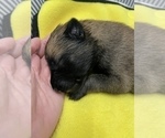 Small Photo #175 Belgian Malinois Puppy For Sale in REESEVILLE, WI, USA