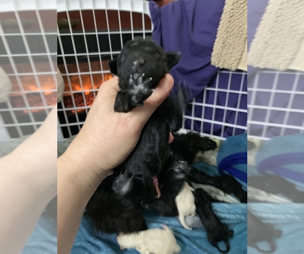 Medium Photo #5 Poodle (Standard) Puppy For Sale in TOLEDO, OH, USA