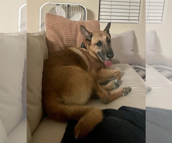 Medium Photo #1 German Shepherd Dog-Unknown Mix Puppy For Sale in Dana Point, CA, USA